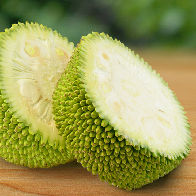 Young Jackfruit