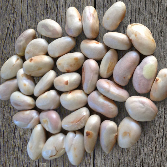 Jack Seeds