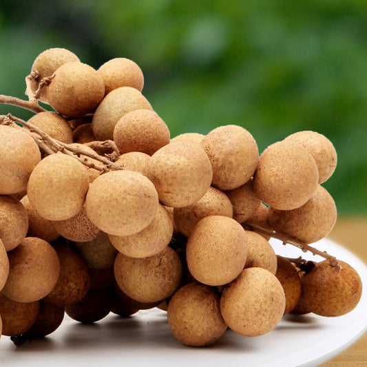 Longan