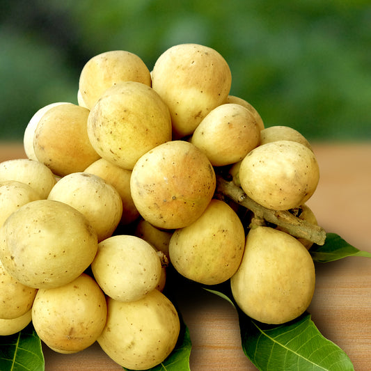 Longkong