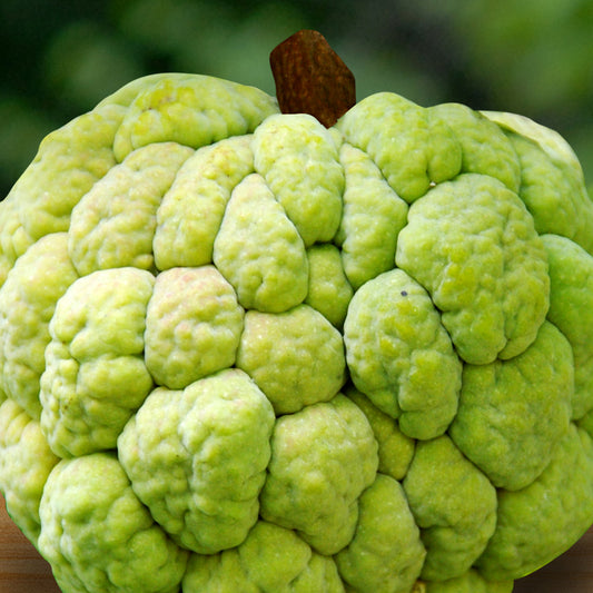 Sugar Apple